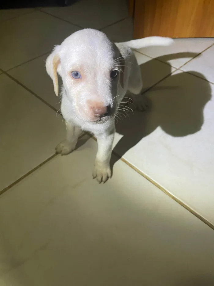 Cachorro ra a SRD-ViraLata idade Abaixo de 2 meses nome Luc