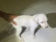 Luc