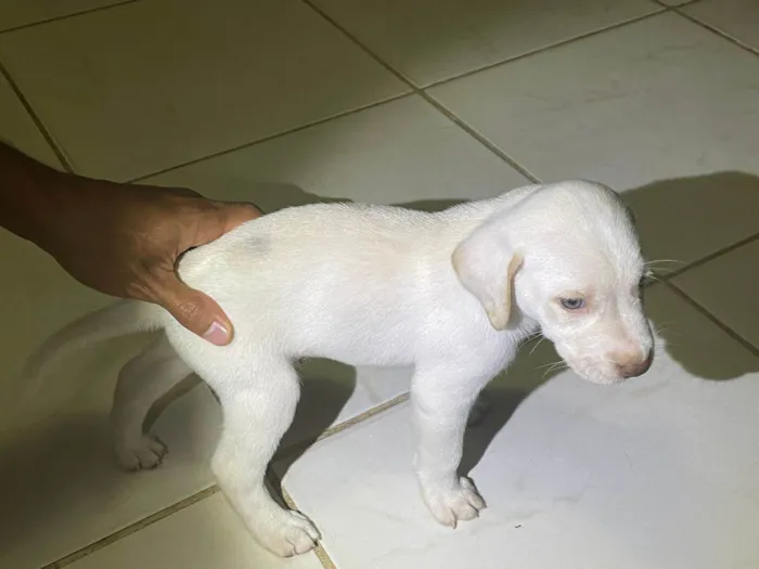 Cachorro ra a SRD-ViraLata idade Abaixo de 2 meses nome Luc