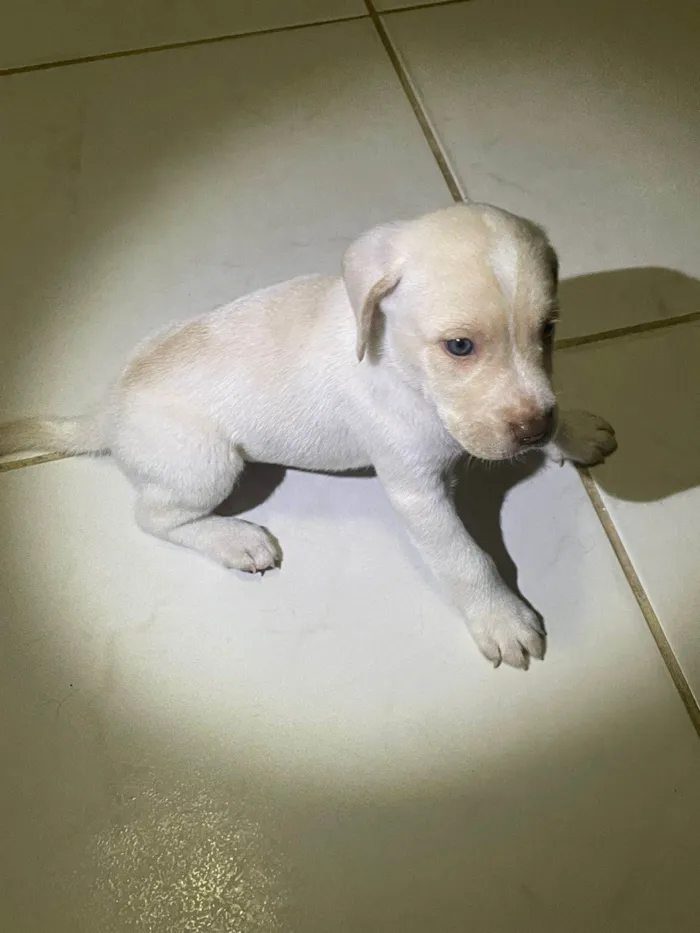 Cachorro ra a SRD-ViraLata idade Abaixo de 2 meses nome Muc 