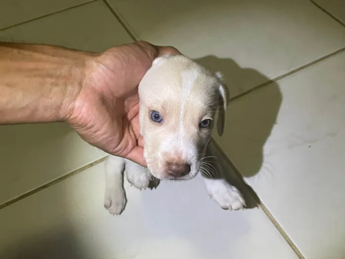 Cachorro ra a SRD-ViraLata idade Abaixo de 2 meses nome Muc 