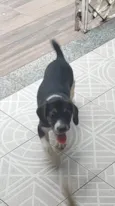 Poppins