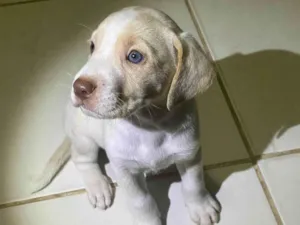 Cachorro raça SRD-ViraLata idade Abaixo de 2 meses nome Duc