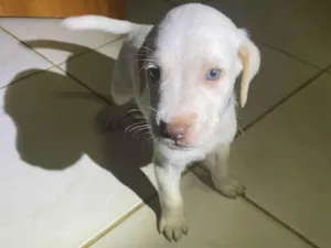 Cachorro raça SRD-ViraLata idade Abaixo de 2 meses nome Luc