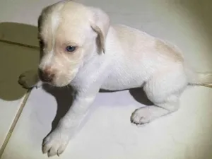 Cachorro raça SRD-ViraLata idade Abaixo de 2 meses nome Muc 