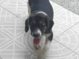 Poppins