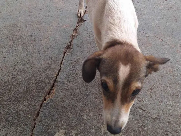 Cachorro ra a Não sei idade  nome Não sei 