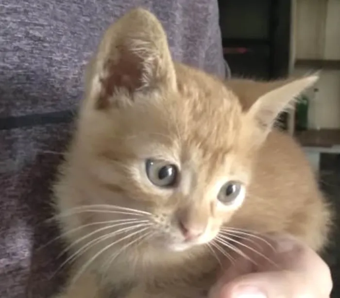 Gato ra a Mestico  idade 2 a 6 meses nome Ted 