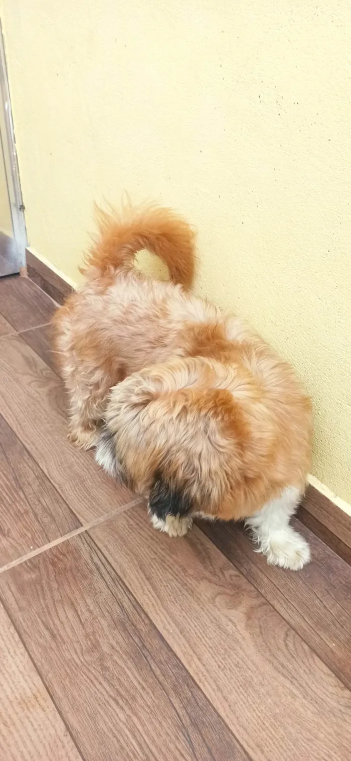 Cachorro ra a Shitzu idade 3 anos nome Bolota