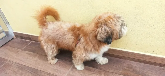 Cachorro ra a Shitzu idade 3 anos nome Bolota
