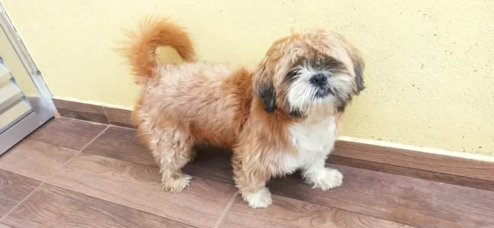 Cachorro ra a Shitzu idade 3 anos nome Bolota