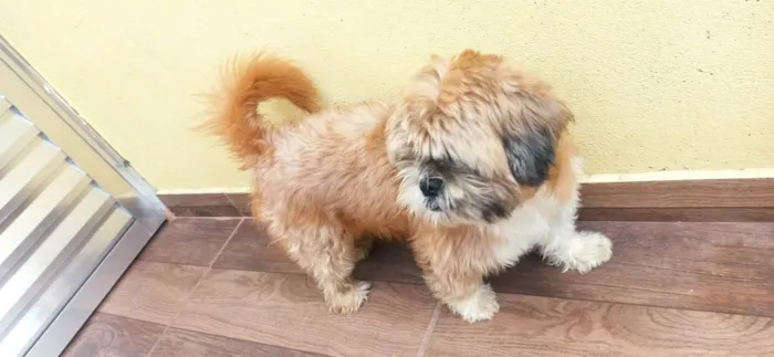 Cachorro ra a Shitzu idade 3 anos nome Bolota
