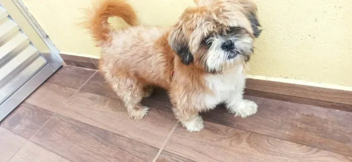 Cachorro ra a Shitzu idade 3 anos nome Bolota