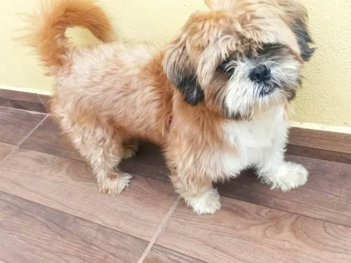 Cachorro ra a Shitzu idade 3 anos nome Bolota