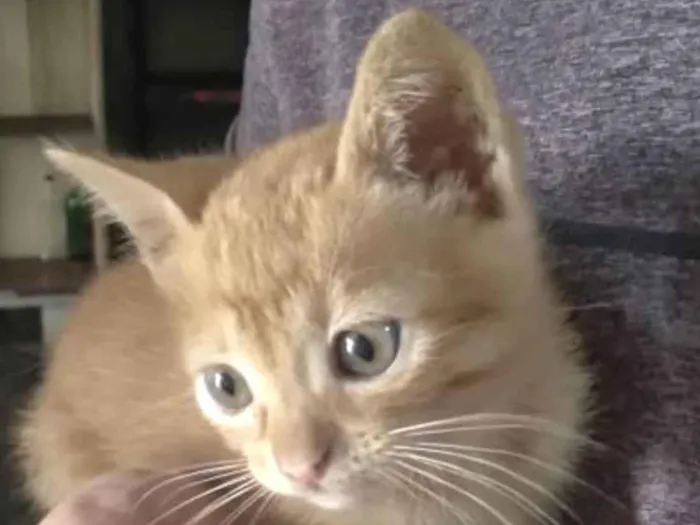 Gato ra a Mestico  idade 2 a 6 meses nome Ted 