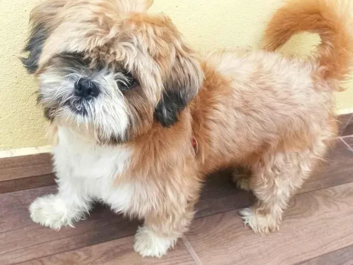 Cachorro ra a Shitzu idade 3 anos nome Bolota