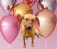 Poppy 11meses