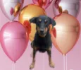Tippy 11meses