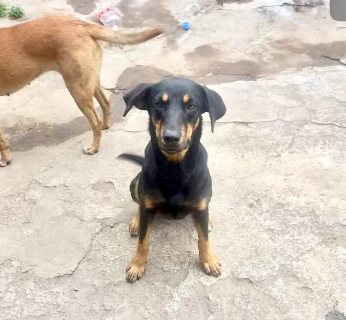 Cachorro ra a SRD-ViraLata idade 7 a 11 meses nome Tippy 11meses 