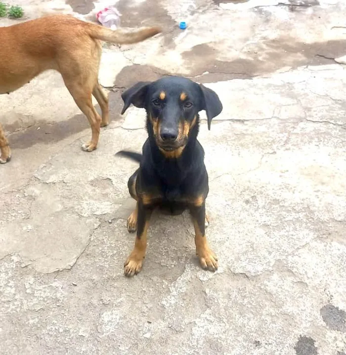 Cachorro ra a SRD-ViraLata idade 7 a 11 meses nome Tippy 11meses 