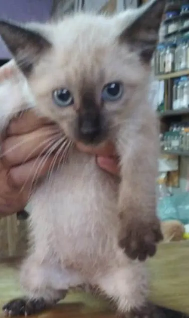 Gato ra a  idade Abaixo de 2 meses nome Gatinho