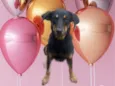 Tippy 11meses