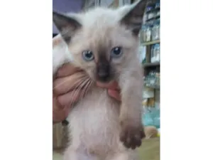Gato raça  idade Abaixo de 2 meses nome Gatinho