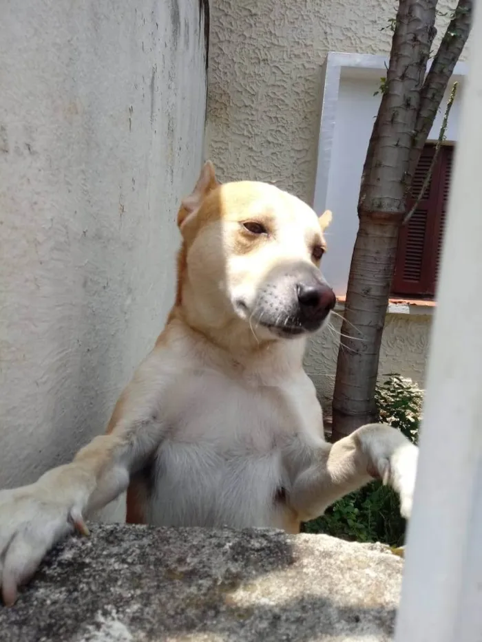 Cachorro ra a SRD-ViraLata idade 1 ano nome Trovão bonzinho e lindo 