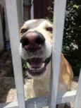Trovão bonzinho e lindo