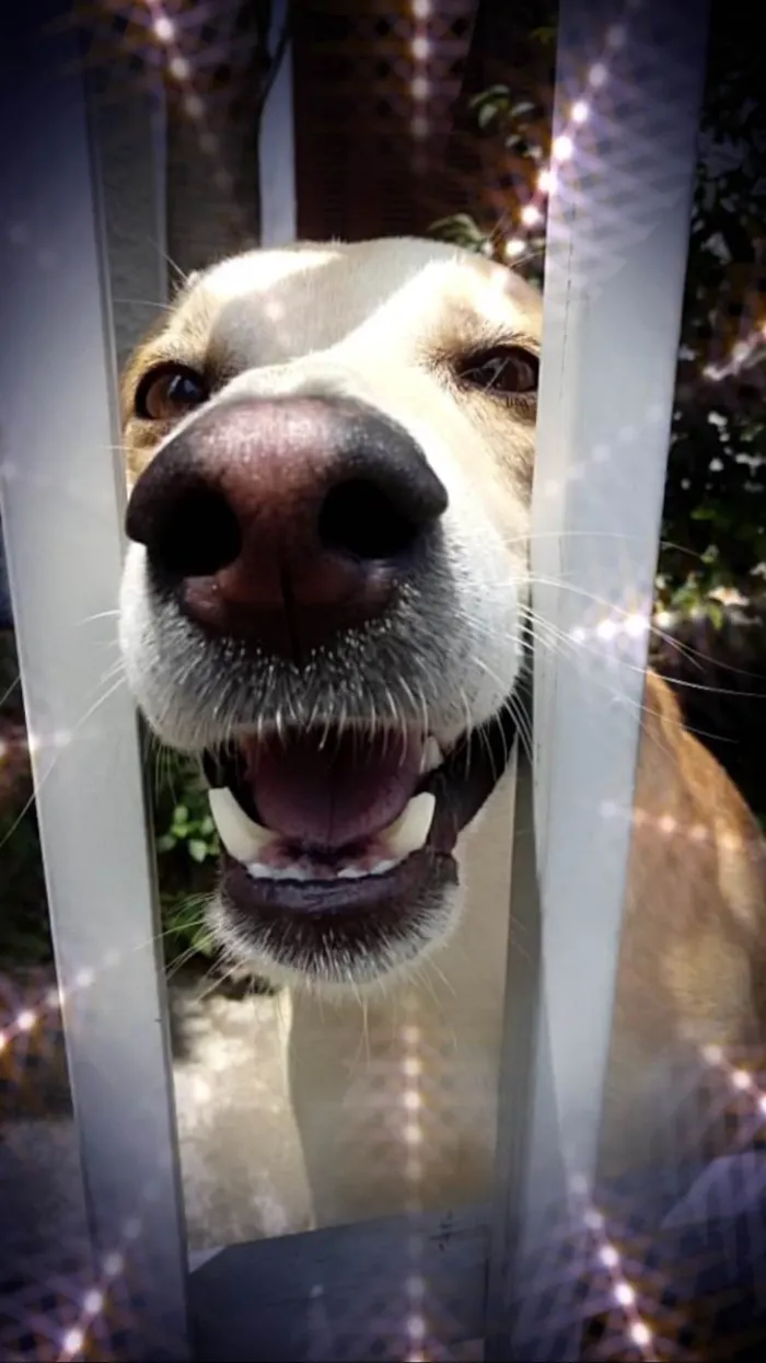 Cachorro ra a SRD-ViraLata idade 1 ano nome Trovão bonzinho e lindo 