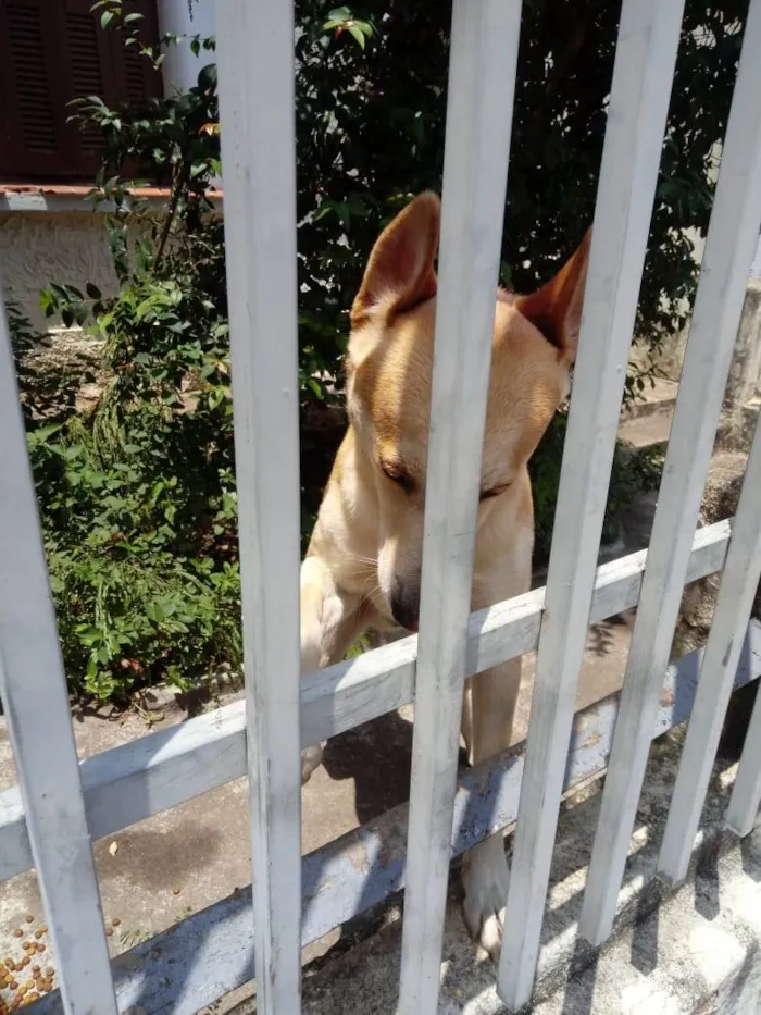 Cachorro ra a SRD-ViraLata idade 1 ano nome Trovão bonzinho e lindo 