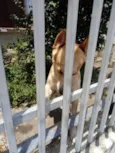 Trovão bonzinho e lindo