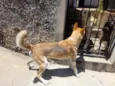 Trovão bonzinho e lindo