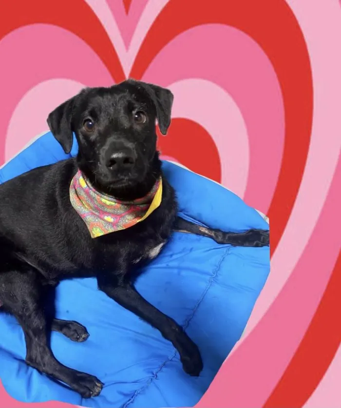 Cachorro ra a SRD-ViraLata idade 1 ano nome Samuka lindo e bonzinho 