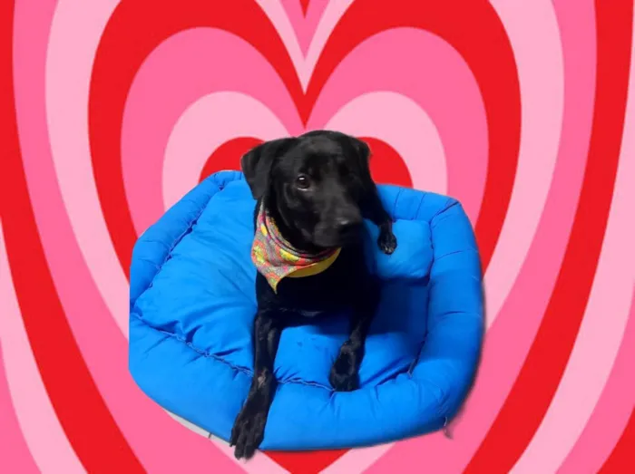 Cachorro ra a SRD-ViraLata idade 1 ano nome Samuka lindo e bonzinho 