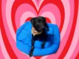 Samuka lindo e bonzinho