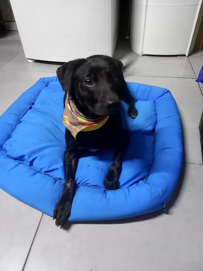 Cachorro ra a SRD-ViraLata idade 1 ano nome Samuka lindo e bonzinho 