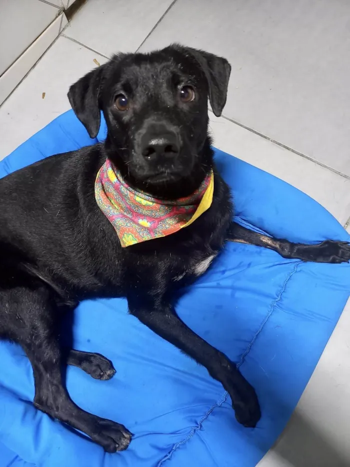 Cachorro ra a SRD-ViraLata idade 1 ano nome Samuka lindo e bonzinho 