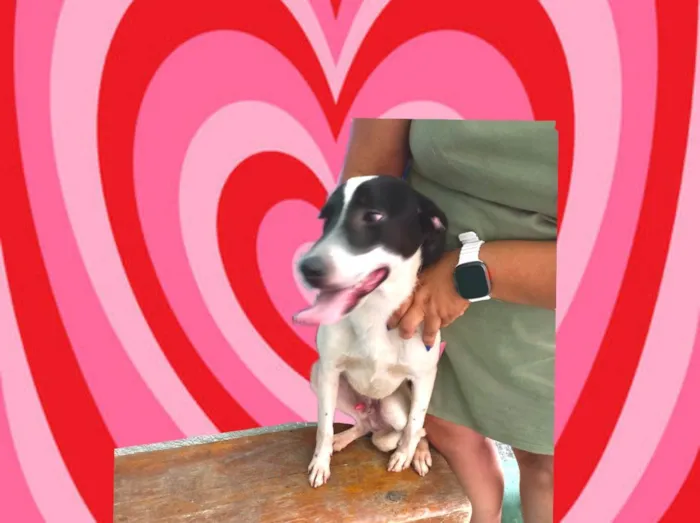 Cachorro ra a SRD-ViraLata idade 7 a 11 meses nome Snoopy 10meses porteP 