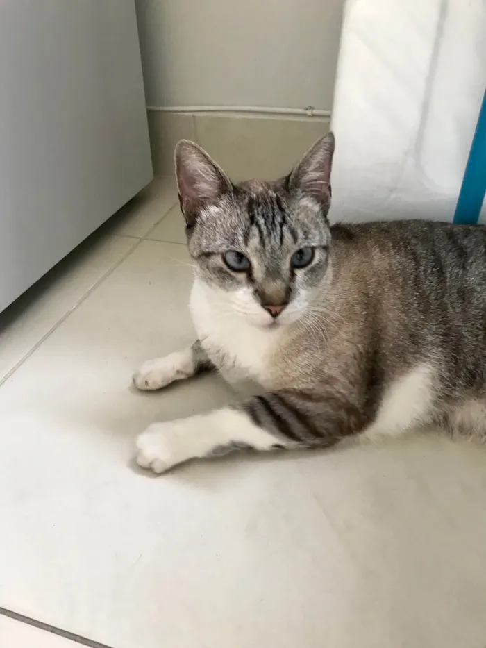 Gato ra a SRD-ViraLata idade 7 a 11 meses nome Oliver 11meses 