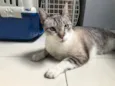 Gato ra a SRD-ViraLata idade 7 a 11 meses nome Oliver 11meses 