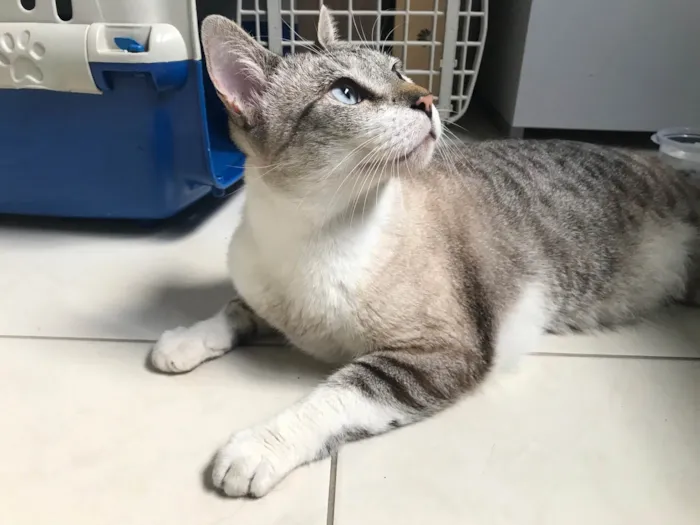 Gato ra a SRD-ViraLata idade 7 a 11 meses nome Oliver 11meses 