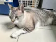 Gato ra a SRD-ViraLata idade 7 a 11 meses nome Oliver 11meses 