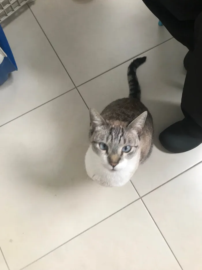 Gato ra a SRD-ViraLata idade 7 a 11 meses nome Oliver 11meses 