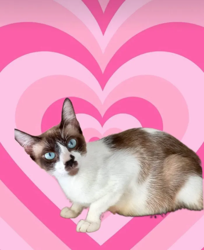 Gato ra a SRD-ViraLata idade 7 a 11 meses nome Amanda 9meses 