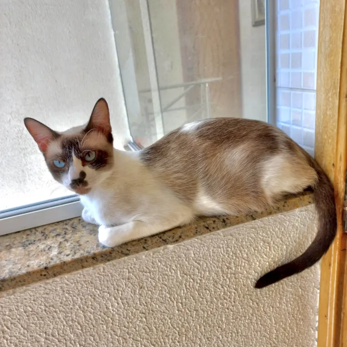 Gato ra a SRD-ViraLata idade 7 a 11 meses nome Amanda 9meses 