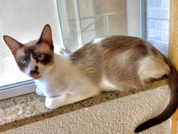 Gato ra a SRD-ViraLata idade 7 a 11 meses nome Amanda 9meses 