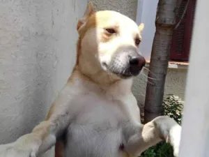 Cachorro raça SRD-ViraLata idade 1 ano nome Trovão bonzinho e lindo 