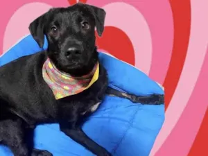 Cachorro raça SRD-ViraLata idade 1 ano nome Samuka lindo e bonzinho 