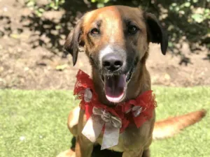 Cachorro raça SRD-ViraLata idade 1 ano nome Vicky Linda demais 